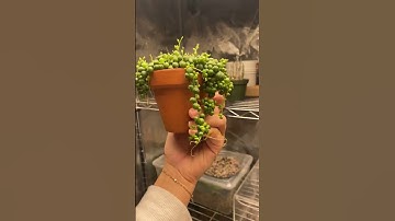 My String of pearls in a box and the roots have gone wild 🤭 repot or chop!? #plants #viral #shorts