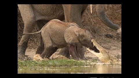 ELEPHANTS FIGHT WITH CROCODILE@ DRSKSINGH CHANNEL JAI SHREERAM