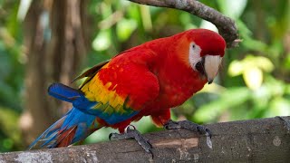 Travel Guide: Costa Rica