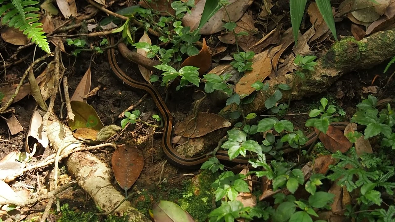 Hatori S Coral Snake 羽鳥氏帶紋赤蛇 Youtube Hatori S Coral Snake 羽鳥氏帶紋赤蛇 Youtube