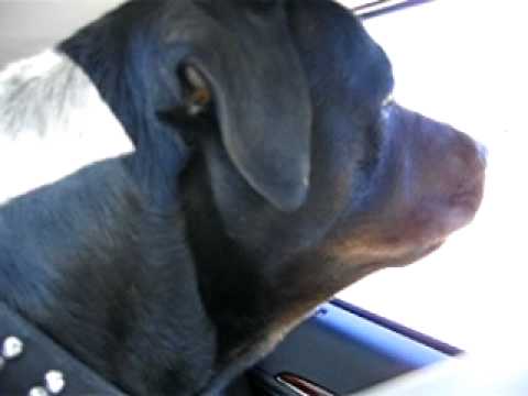 mad rottweiler really mad rottweiler growling mad rottweiler really mad rottweiler growling
