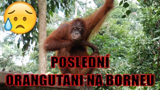 Poslední ORANGUTANI v poslední džungli na Borneu - Sepilok