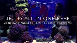 Mixing Dwarf Angelfish in One Tank - Can it be Done | Reef Update