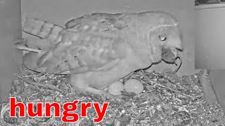 Male Leaves Female Swallows Mouse Whole Real Behavior Caught Live