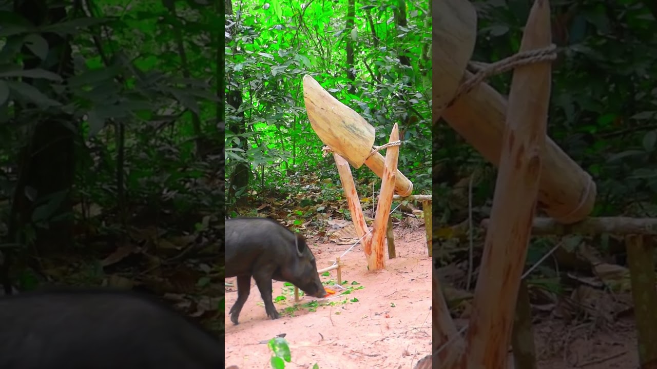 Wild Pig Trap Make By Big Wood Knife  