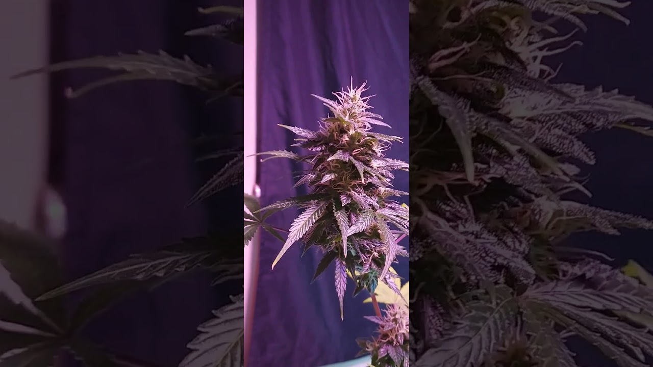 Update on the big banana automatic!!! Much love canna family