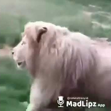 Singa bilang sahur ngakak😂