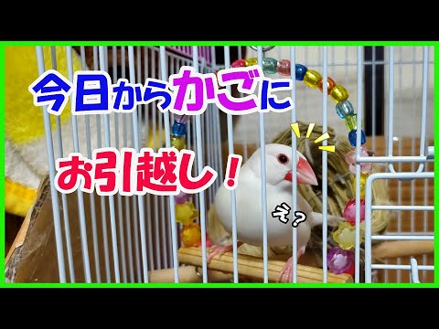 【 文鳥のこむぎ 引っ越し】｢ この度プラケースを卒業します ！｣