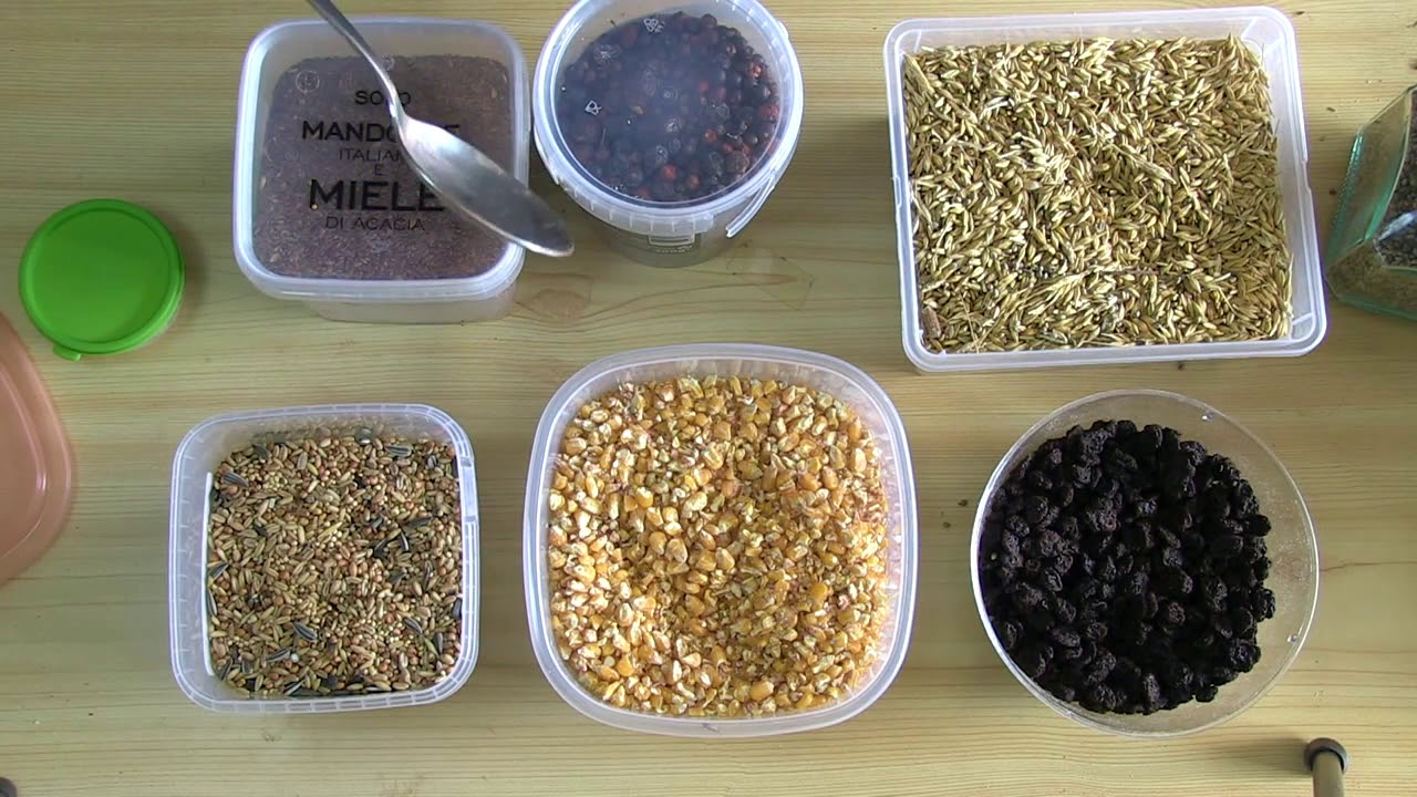 #Birdgarden Cosa mangiano gli uccelli selvatici ?