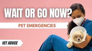 Is This a Pet Emergency A Vet Explains How to Tell