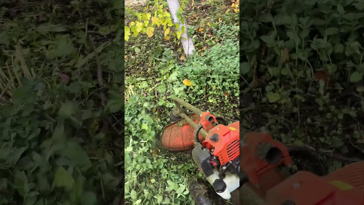 Демон на колесиках против зарослей мяты 