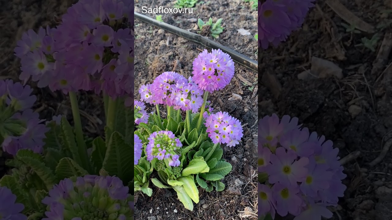 Зацветают примулы мелкозубчатые