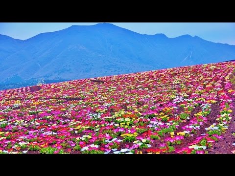 春の くじゅう花公園 Youtube 春の くじゅう花公園 Youtube