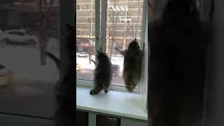 Raccoon Jumping animals racoon