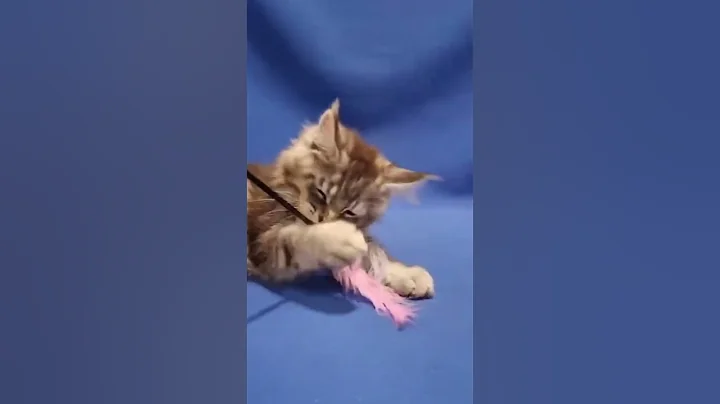 Video 9017601: mainecoon cat kitten pets, pets maine