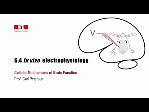 6.4 In vivo electrophysiology