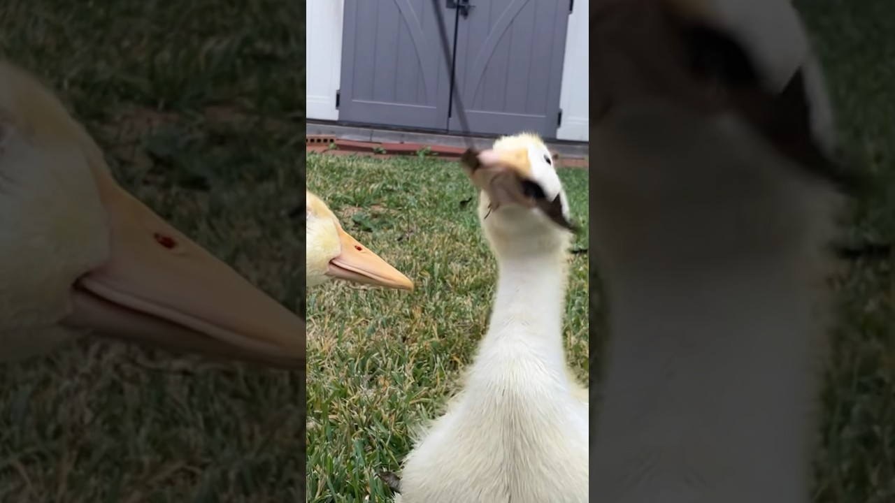 Ducks will eat anything! YouTube