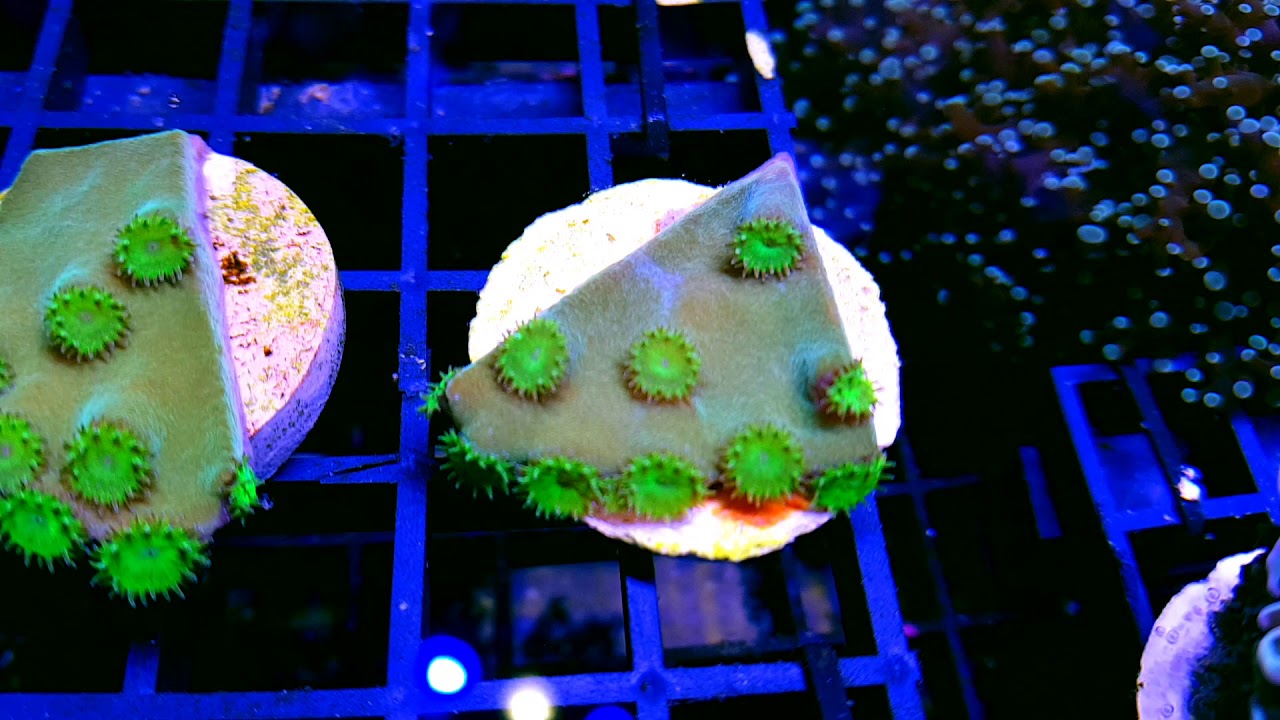 Turbinaria Peltata - Metal Green