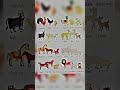 Animals and their baby names #animals #animalsbaby #education #animals Animals their masculine