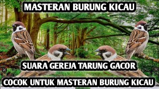 Download Lagu Suara Gereja Tarung Full 30 Menit||Cocok Untuk Masteran Burung Kicau|| MP3