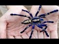 العنكبوت الأزرق Tarantula 