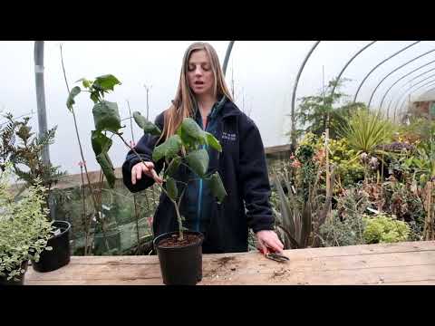 Videó: Abutilon metszése – Tippek az Abutilon növények levágásához