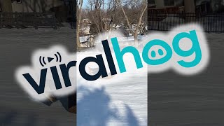 Puppy Goes Downhill With Human Sled ||  ViralHog