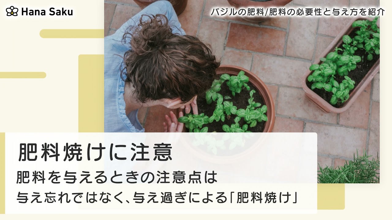 バジル育てに必要な肥料とは 与え方とおすすめ3選 Hanasaku