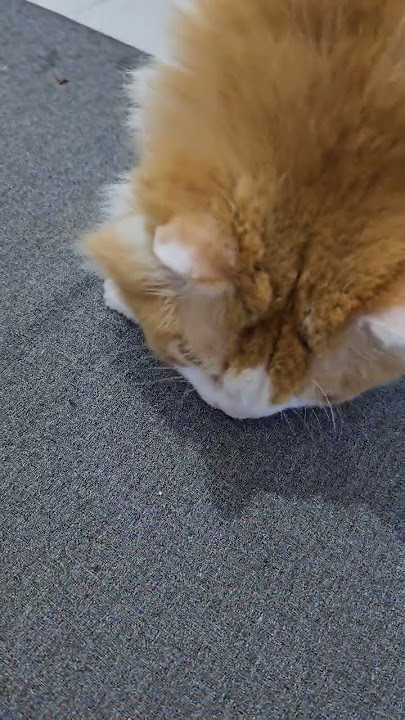 Chiko and the cute baby🐱 #trending #cat #funnyvideos #cat #pet #animal #chiko #viral #fyp