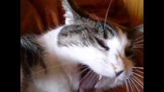 This is why Simba means Lion