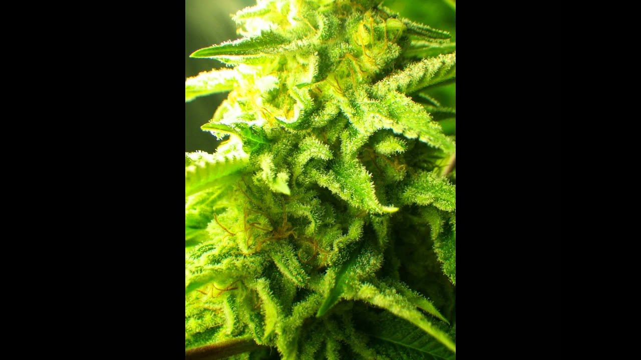 CA2AK genetics test gardens pheno searching and clone onlys