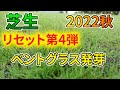 【ベント芝】芝生リセット④／発芽【2022秋】