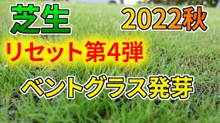 【ベント芝】芝生リセット④／発芽【2022秋】