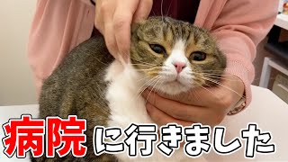 親子猫の病気についてご報告があります【朗報】