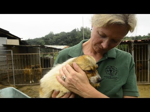 Дали убиваат животни во хуманото општество?