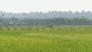 Rice in Vietnamese Cuisine