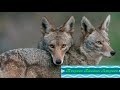 Тварини Північної Америки. Частина перша. Відео для дітей. / Animals of North America. Part One.