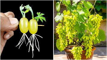 Step by step guideline for growing grape plant at home | 100% success method