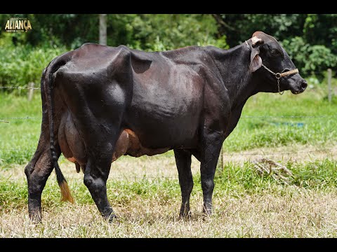 LOTE 38   14º LEILÃO ALIANÇA GENÉTICA LEITEIRA   6497 AQ