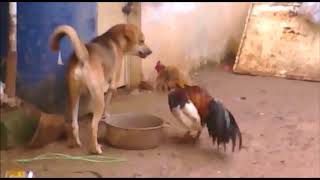 rooster vs dog fight