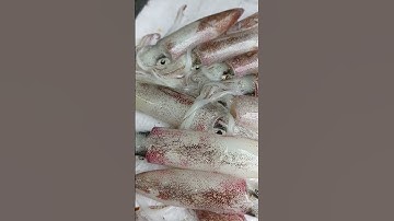 Mực tươi trông như thế nào? #haisan #haisanvungvinh #mucnhay #muctuoi