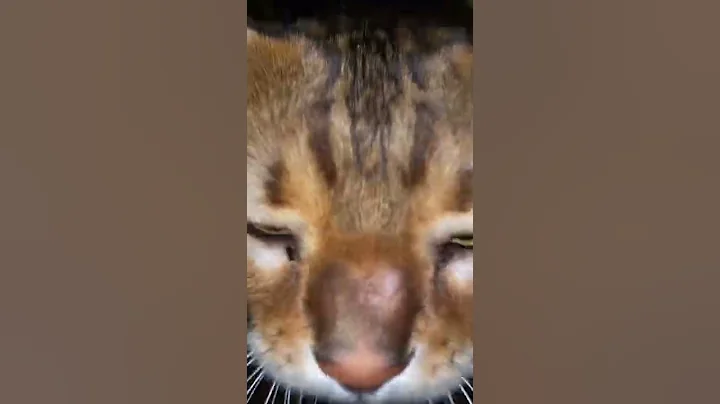 Watch the video about Loud Meow (hey buddy)