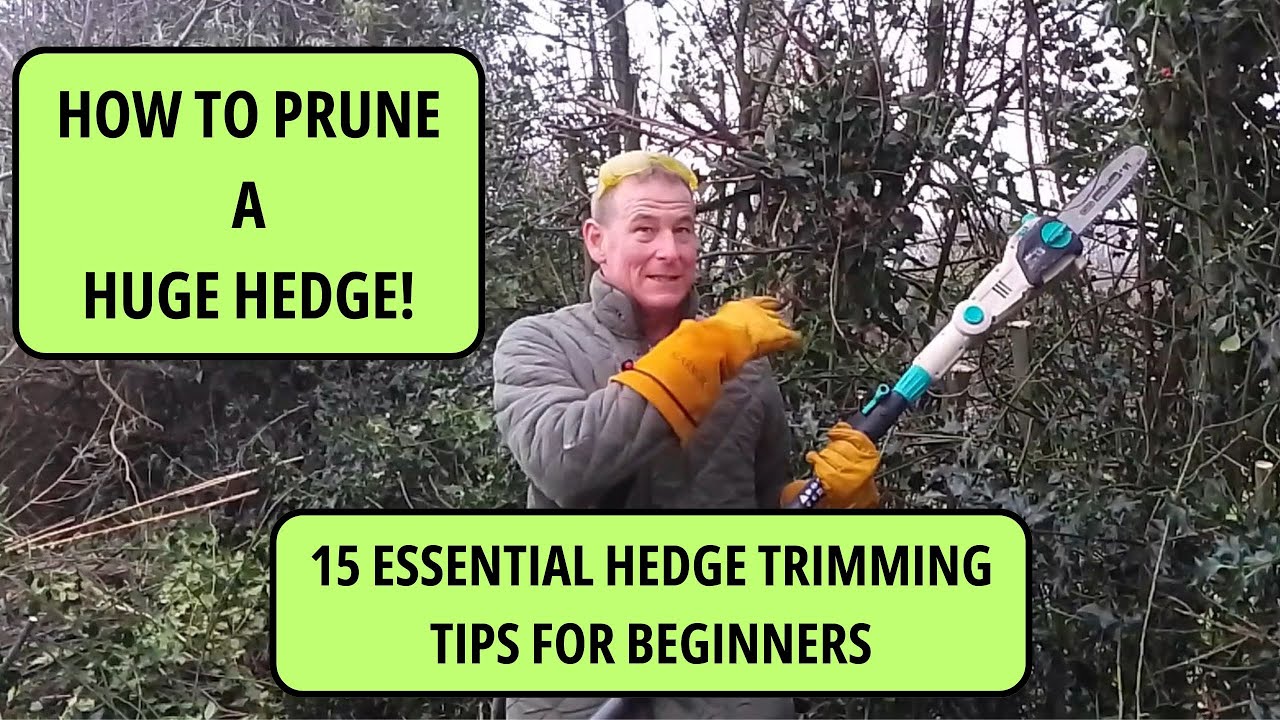 Hedge Trimming for Beginners | 15 Essential Tips for Hedge Cutting ...