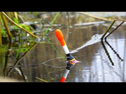ВЫХОД КРУПНЯКА НА ЛЕСНОМ ОЗЕРЕ!РЫБАЛКА НА ПОПЛАВОК.РЫБАЛКА НА ПОПЛАВОК ВЕСНОЙ 2026.