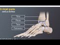 Ankle pumps for gastrocnemius muscle or calf Muscles.