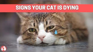 Signs Your CAT Needs Help