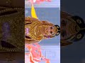 draupadi entry bgm | Whatsapp status video