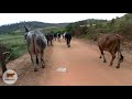 Levando as Vacas pro Curral após a ordenha. Passando em frente ao Curral Novo do Gilmar Pipoca.