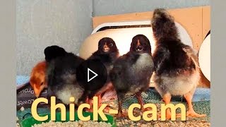 Chick-cam
4-day old chicks just doing what chicks do.
Thats all.
For more fascinating facts about chickens, hints and tips about how to care for them, and just the sheer pleasure of chickens, subscribe to my channel: Chickens in my garden - New Zealand
https://www.youtube.com/channel/UCVjpcGev8F6SUzE2pMz5Ztg
Catch up with me on Facebook https://www.facebook.com/chickensinmygarden/
Follow me on Google+ https://plus.google.com/u/0/b/105948206899891481362/105948206899891481362/posts/p/pub Chick-cam