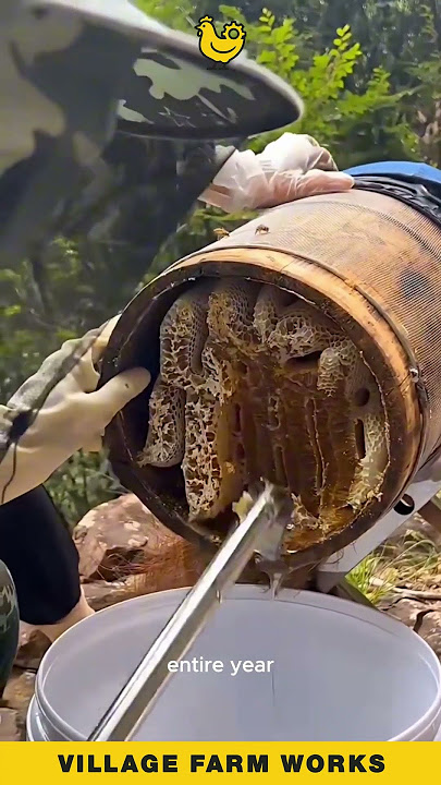 Download lagu How is This SO Satisfying to Watch?! 🤤 #HoneyHarvest